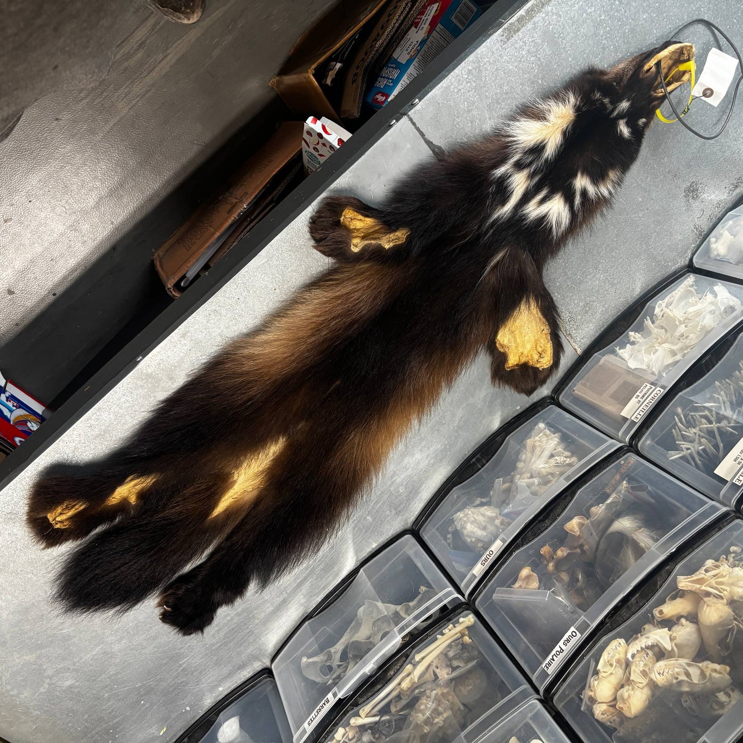 Wolverine Fur Pelt