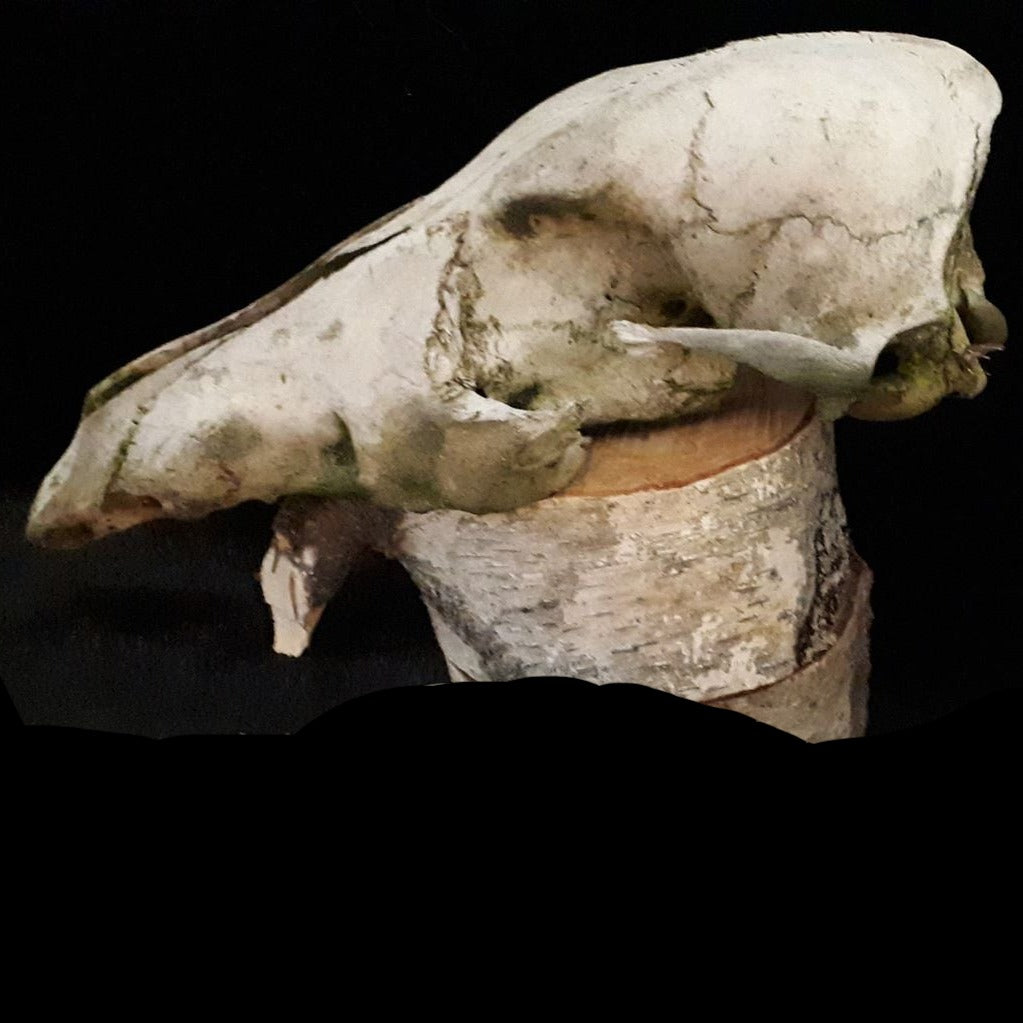 Toothless Coyote Skull