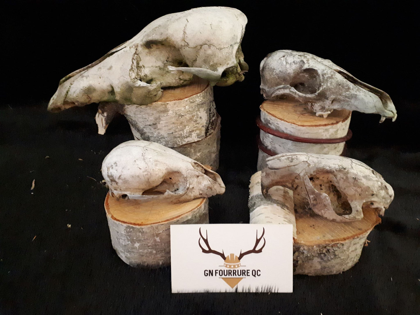Custum Skull Collection