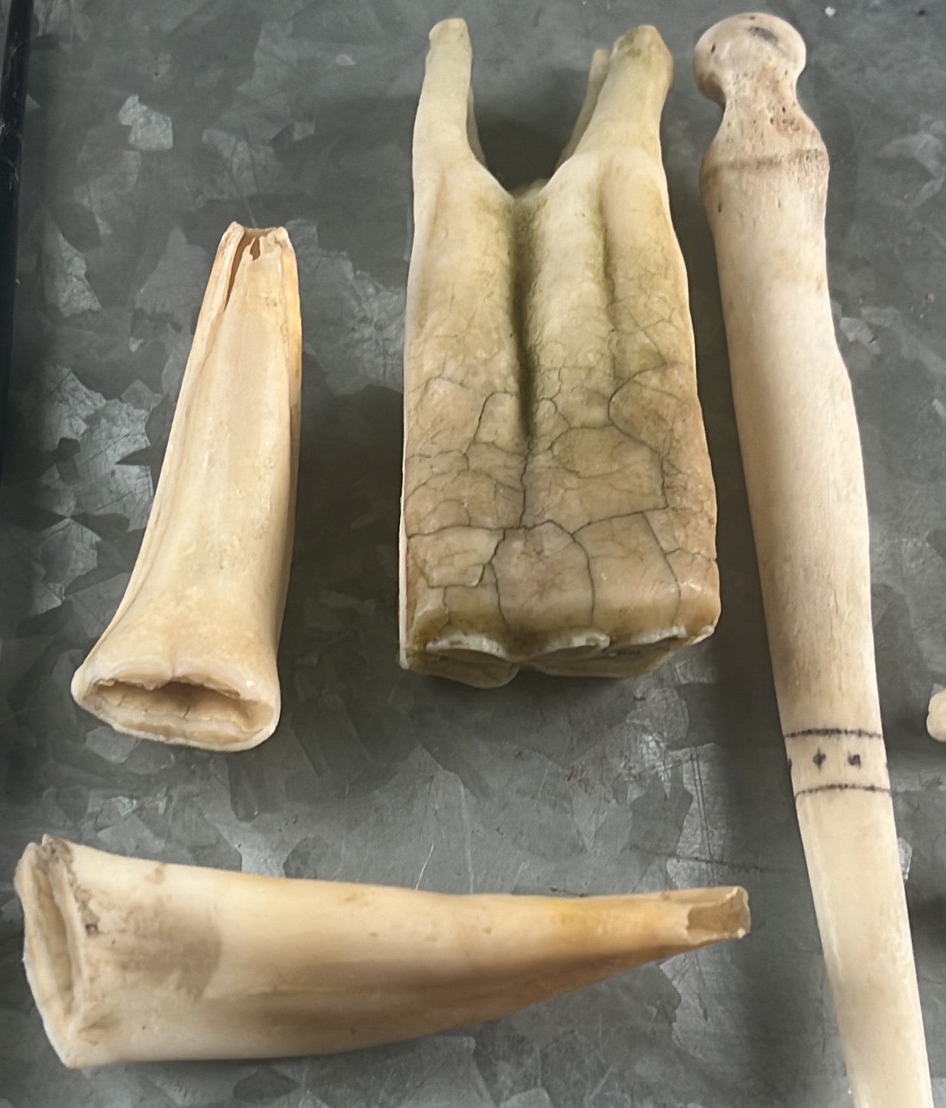 Horse Teeth