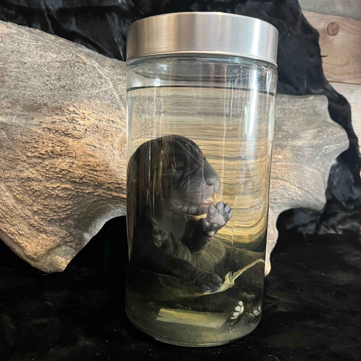 Puppy Dog Wet Specimen