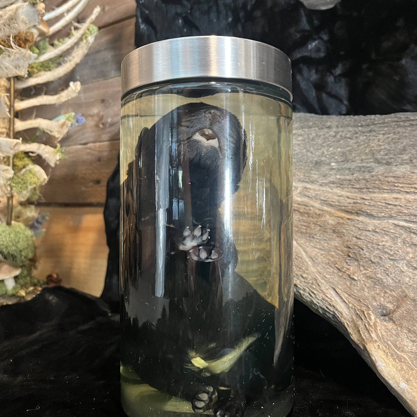 Puppy Dog Wet Specimen