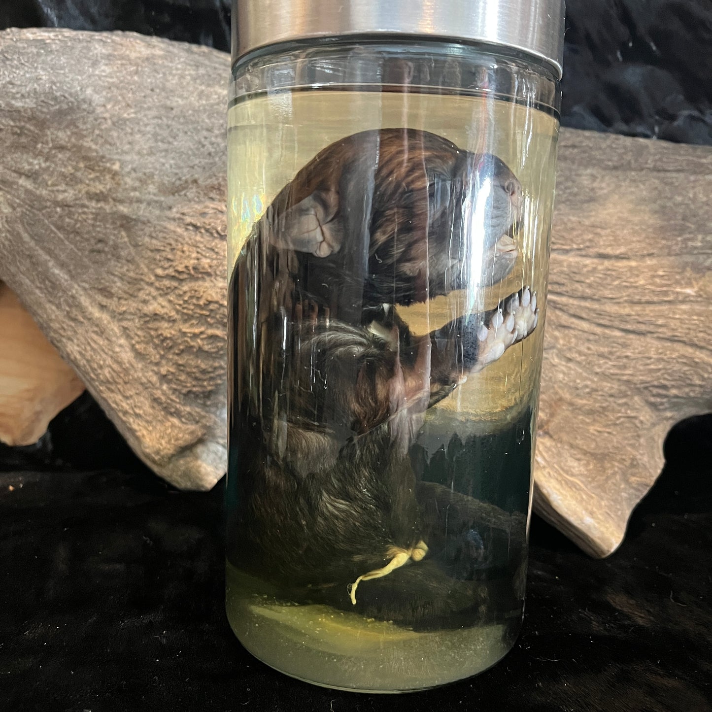 Puppy Dog Wet Specimen