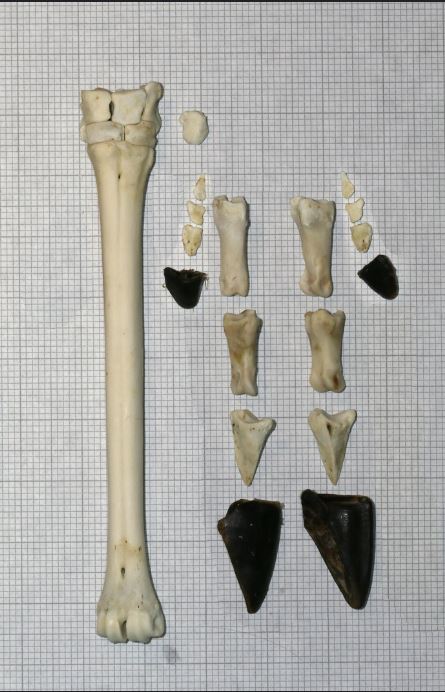 Phalanges Coffin Deer Bone
