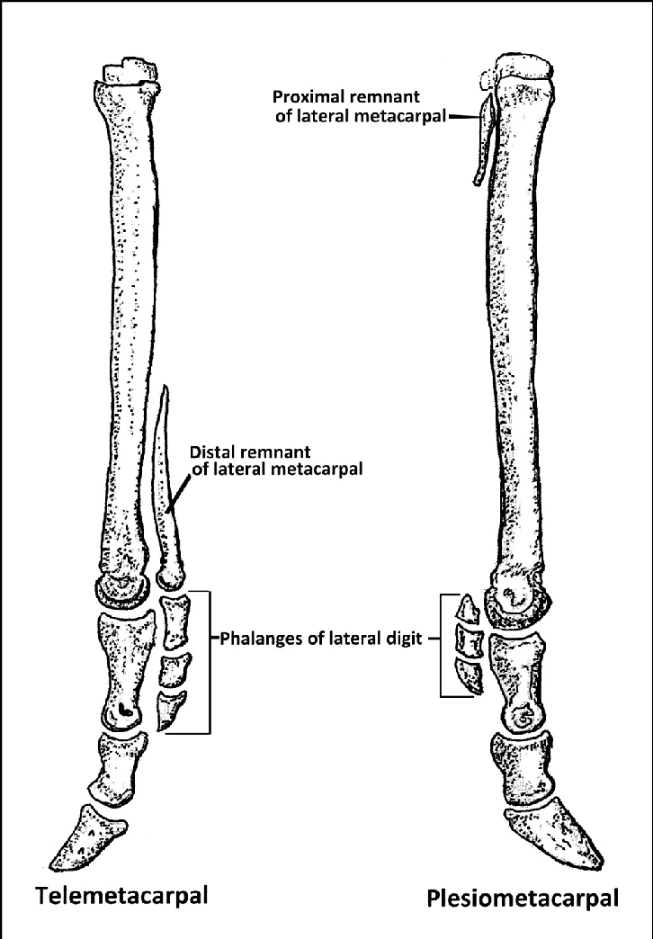 Phalanges Coffin Deer Bone