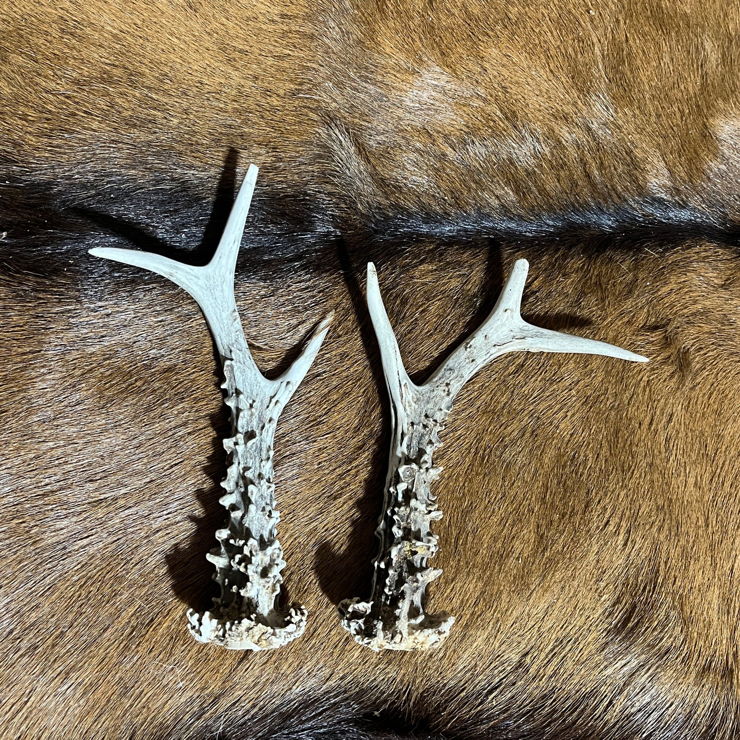 European Deer Antlers
