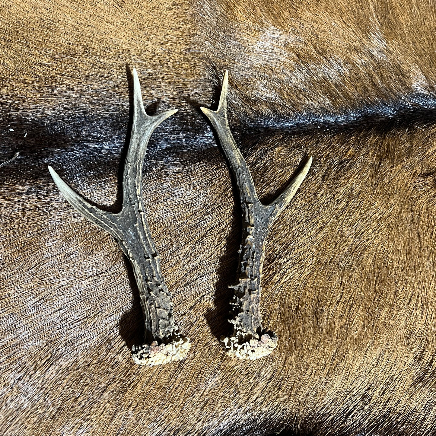 European Deer Antlers