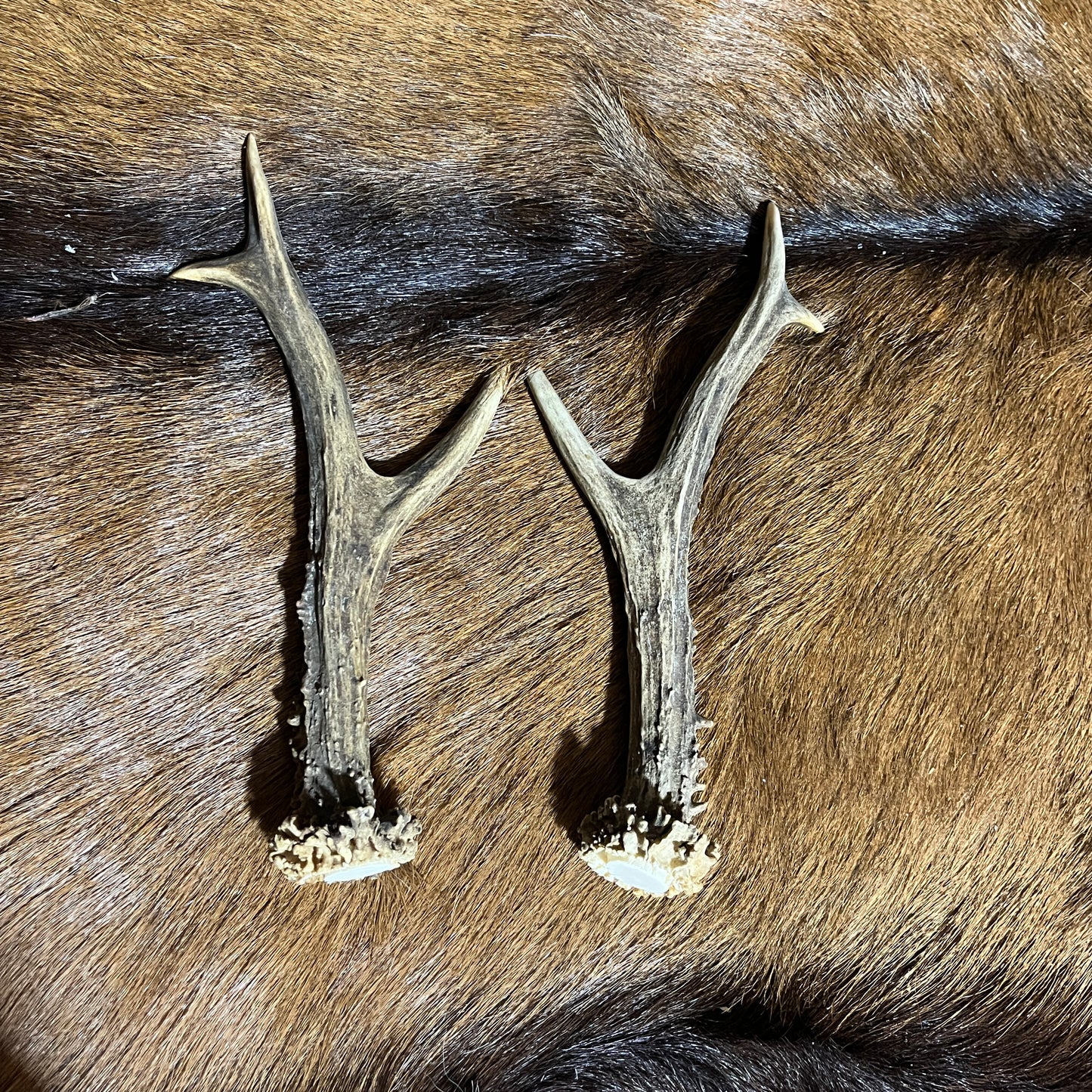 European Deer Antlers
