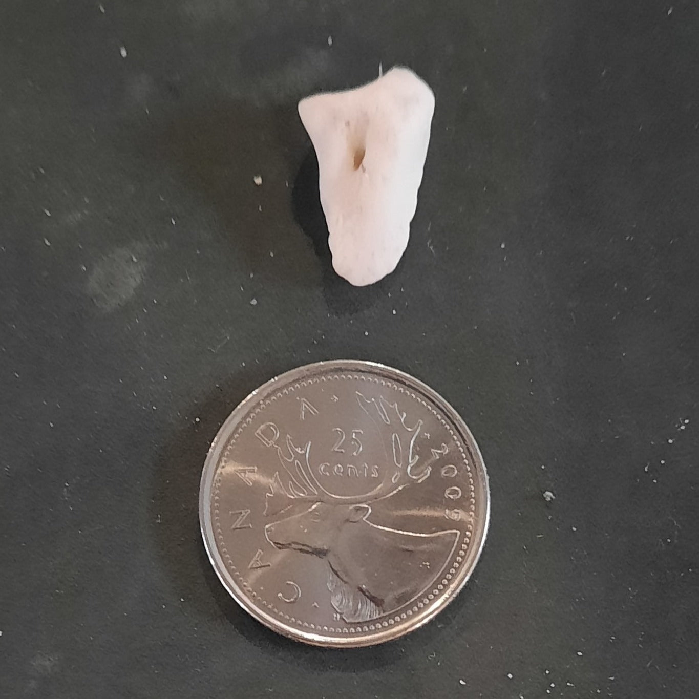 Phalanges Coffin Deer Bone