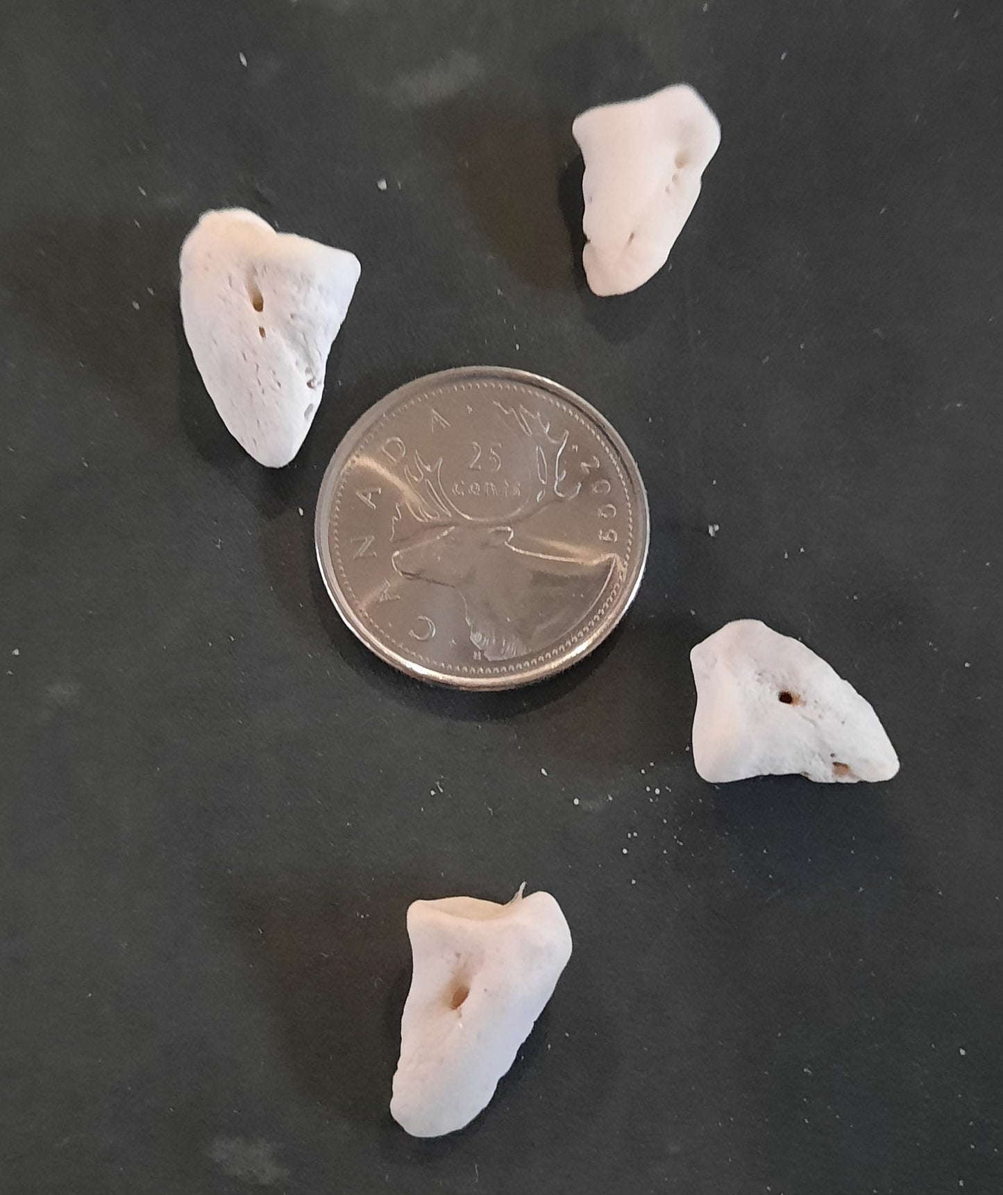 Phalanges Coffin Deer Bone