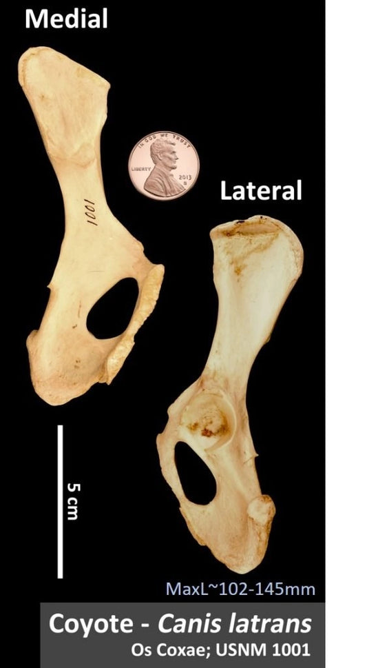 Coyote Bones - Natural Coxae