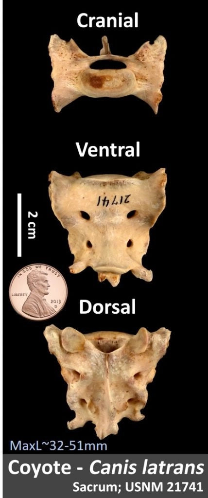 Sacrum de coyote naturel