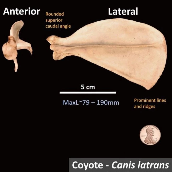 Natural Coyote Scapula Bone Medieval Fur