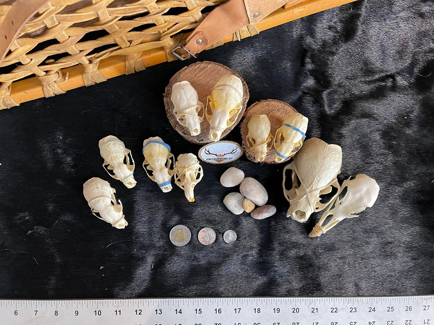 Custum Skull Collection