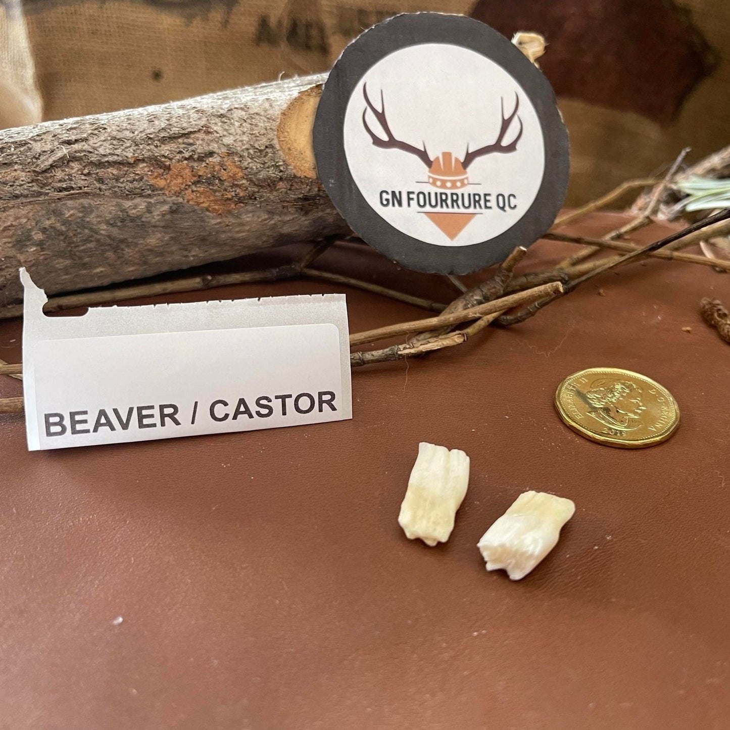 Molaires Dents de castor