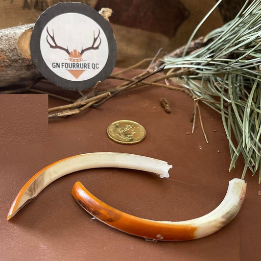 Large Premium Beaver Incisor