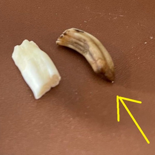 Molaires Dents de castor