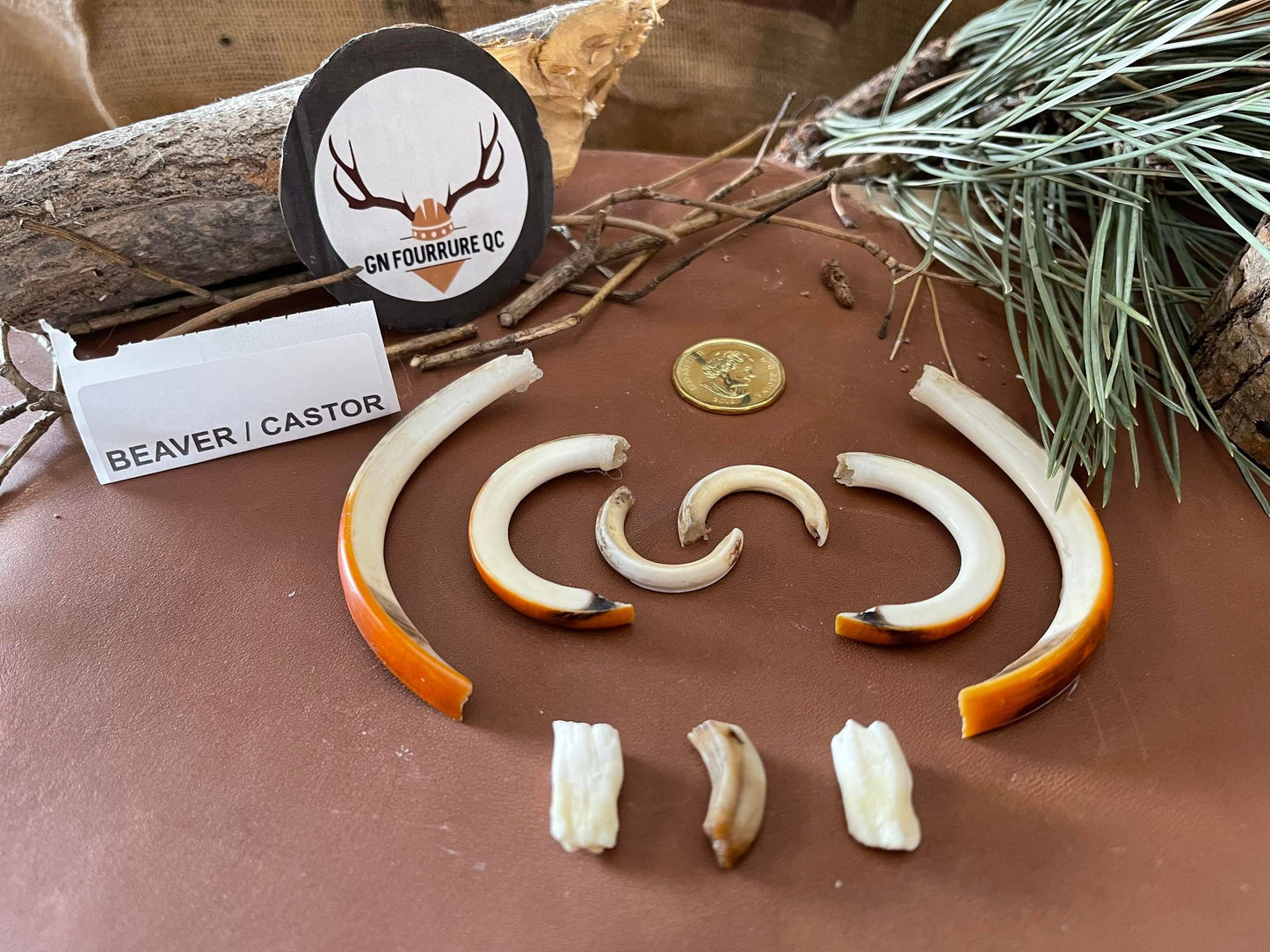 Small Premium Beaver Incisor