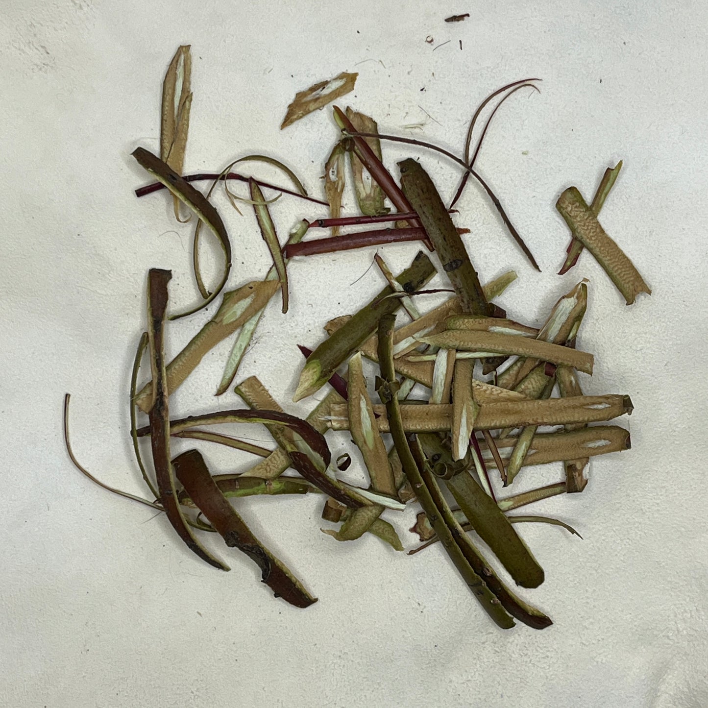 Dog Wood