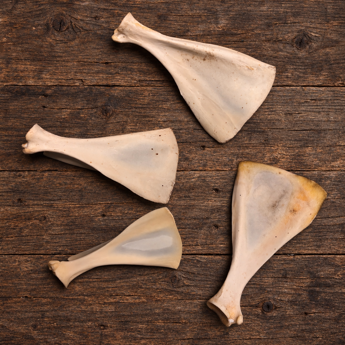 Natural Deer Scapula Bone