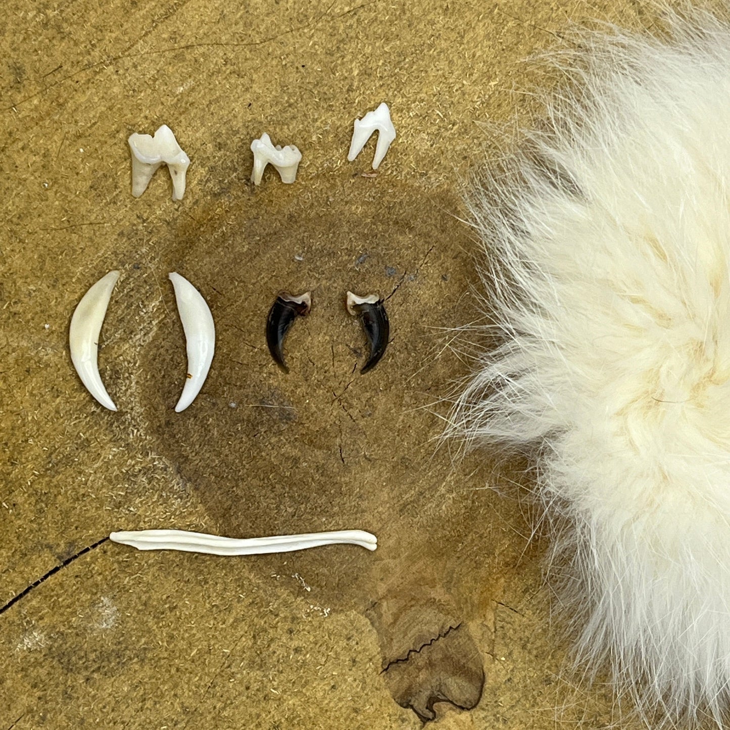 Premium Fox Teeth & Claws set