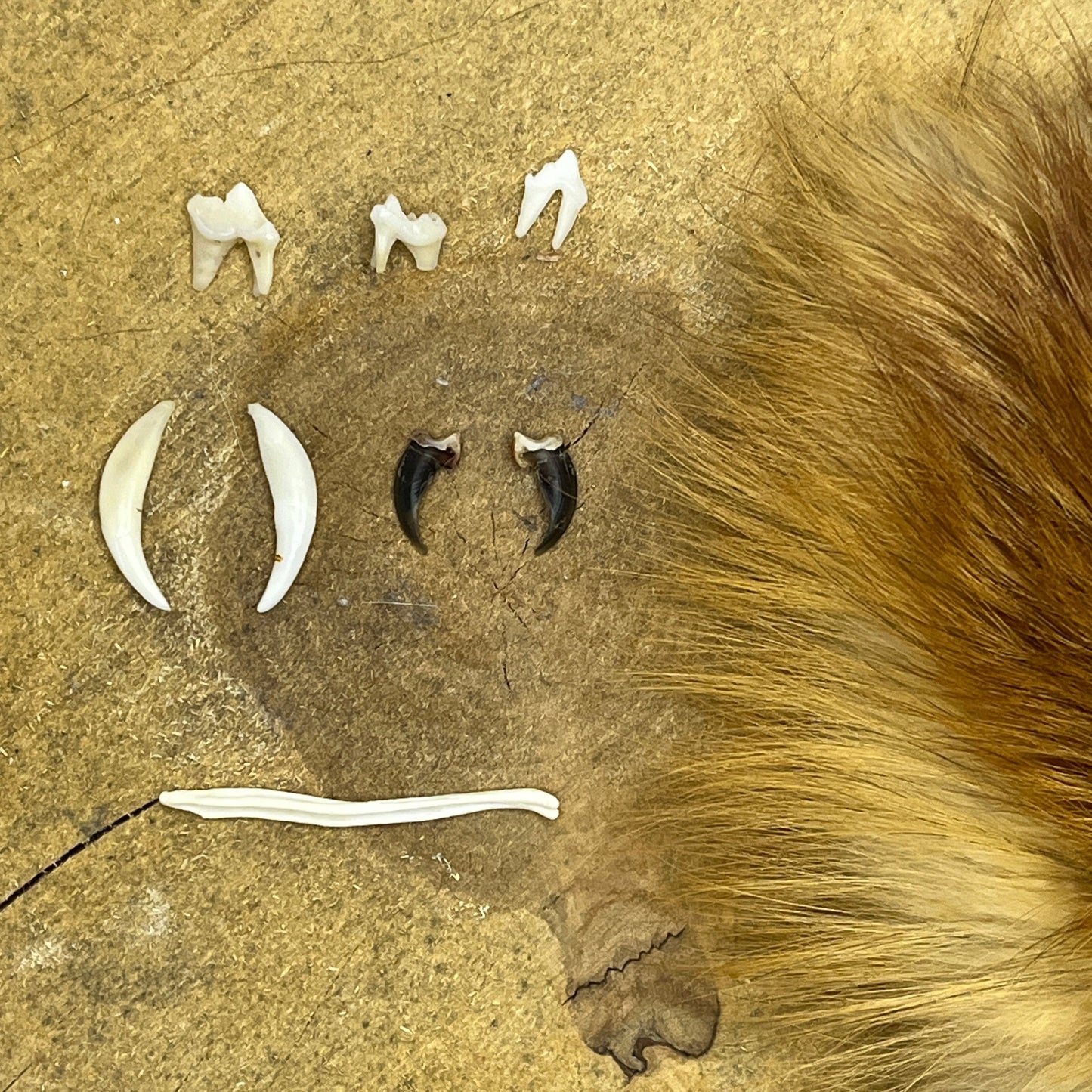 Premium Fox Teeth & Claws set