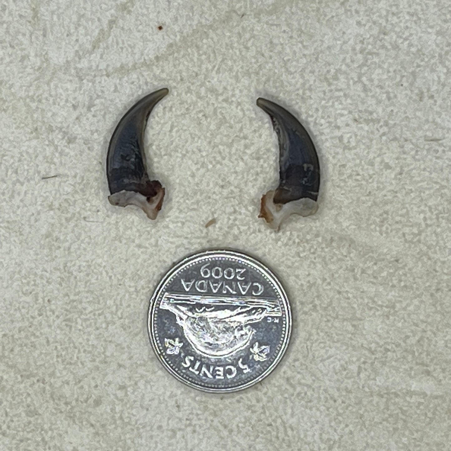 Griffes de renard de qualité supérieure