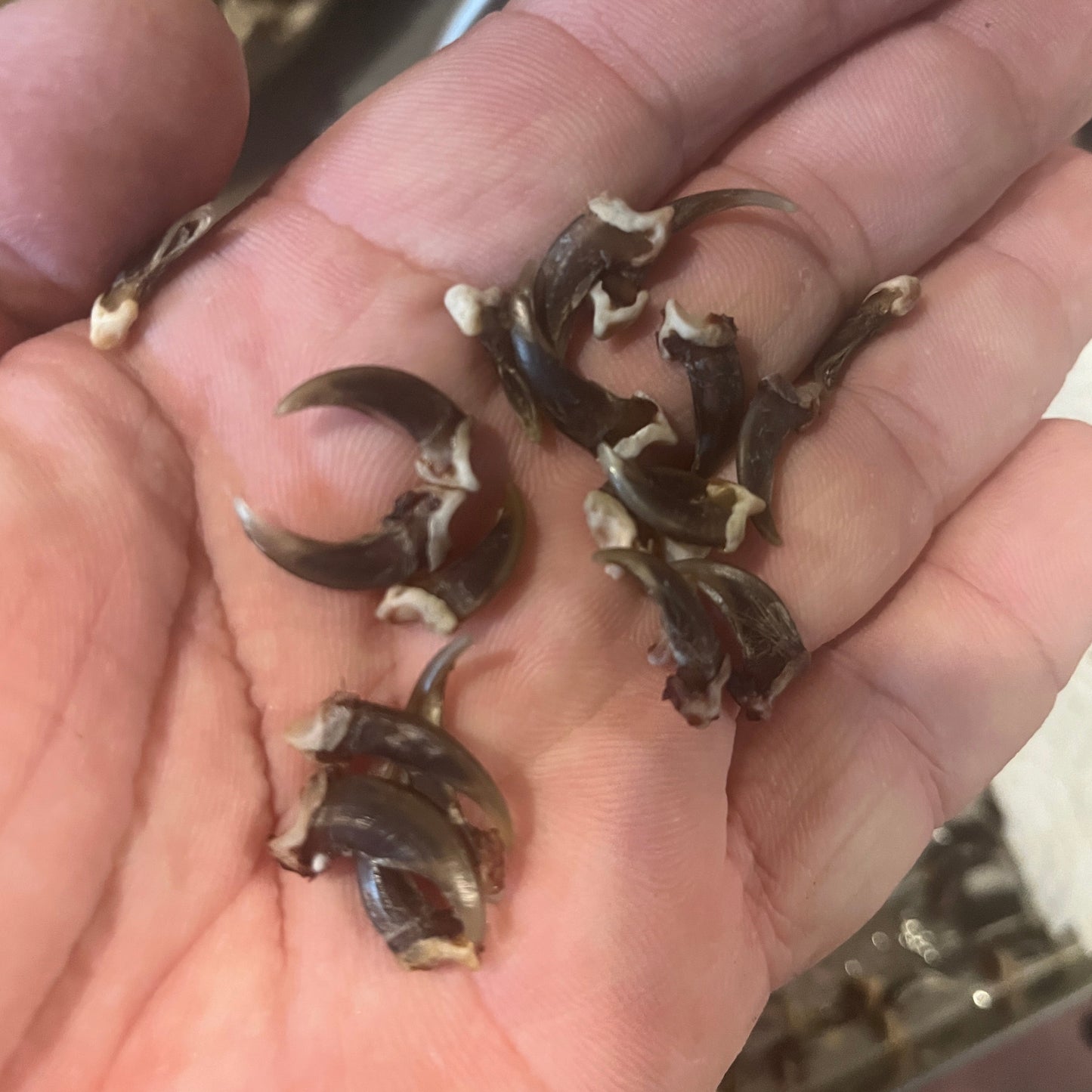 Griffes de renard de qualité supérieure