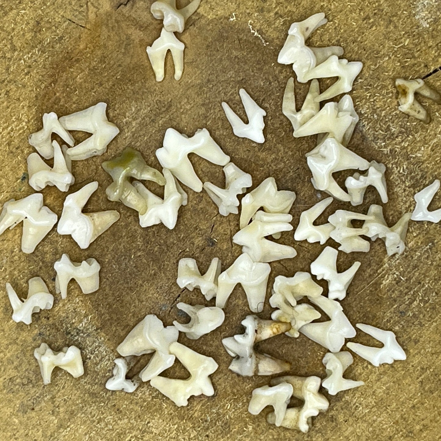 Fox Teeth - Packs