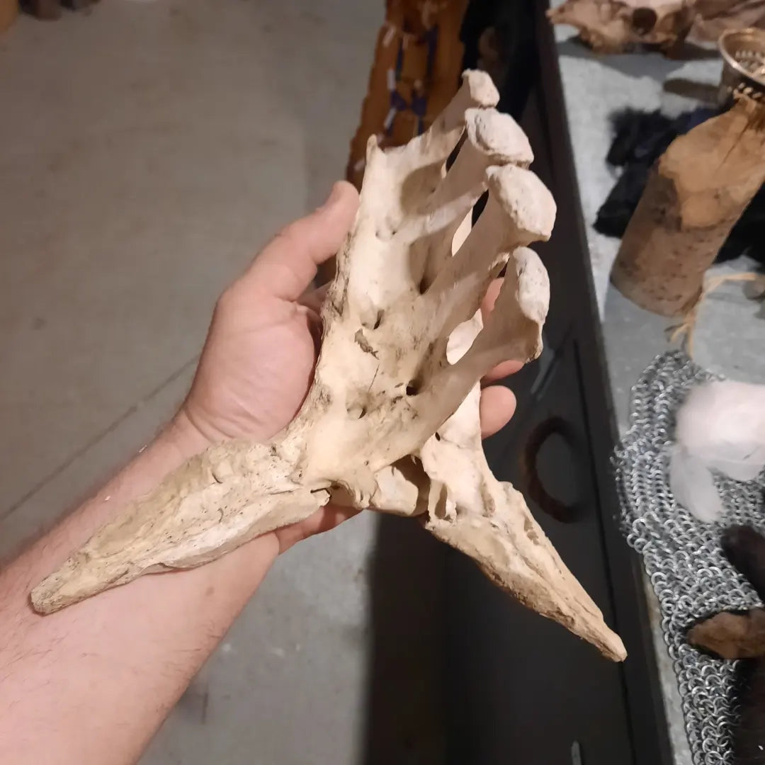 Os du sacrum animal
