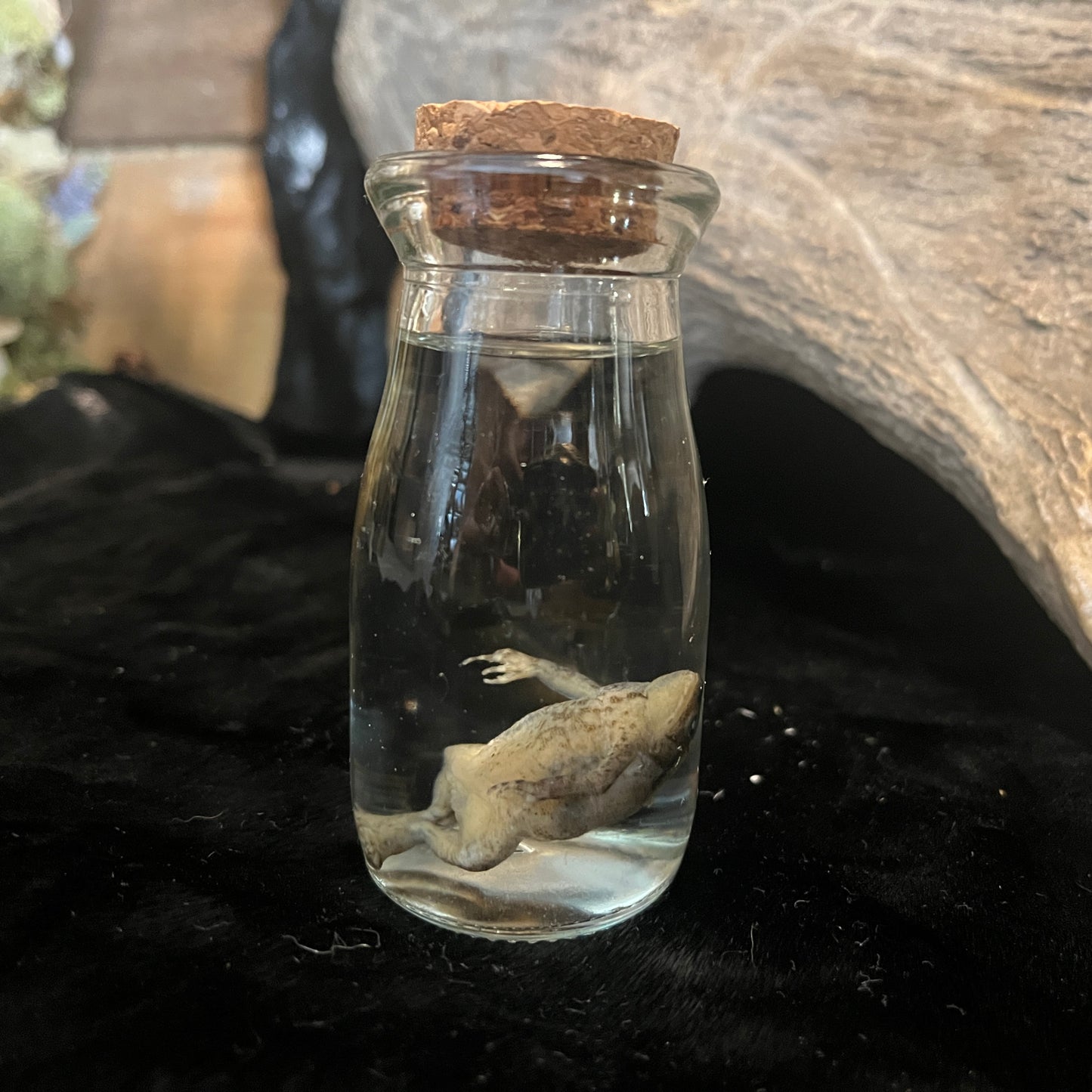 Frog Wet Specimen