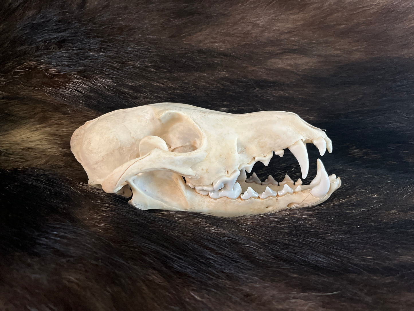 Crânes de coyote, os