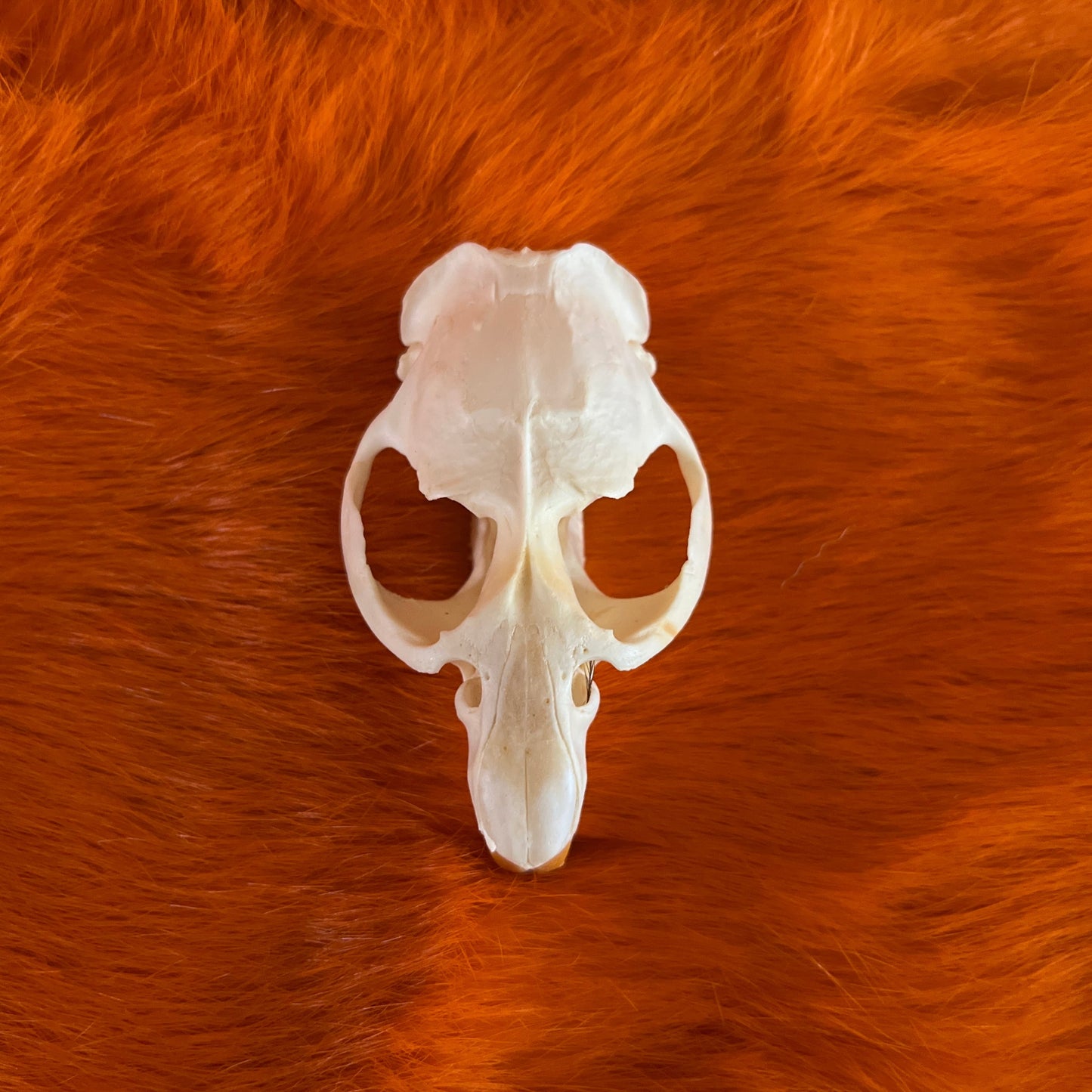 Muskrat Skull Without Jaw