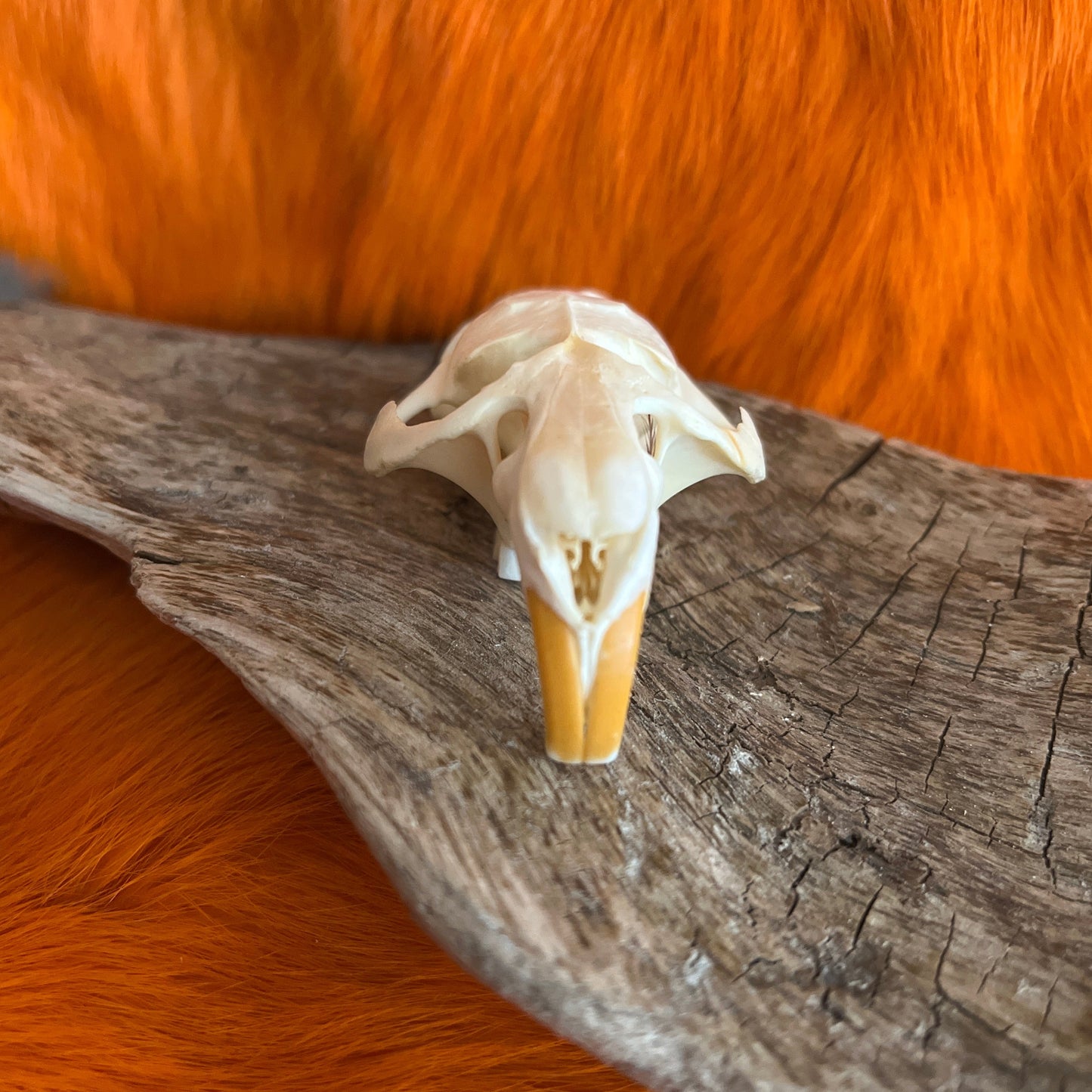 Muskrat Skull Without Jaw