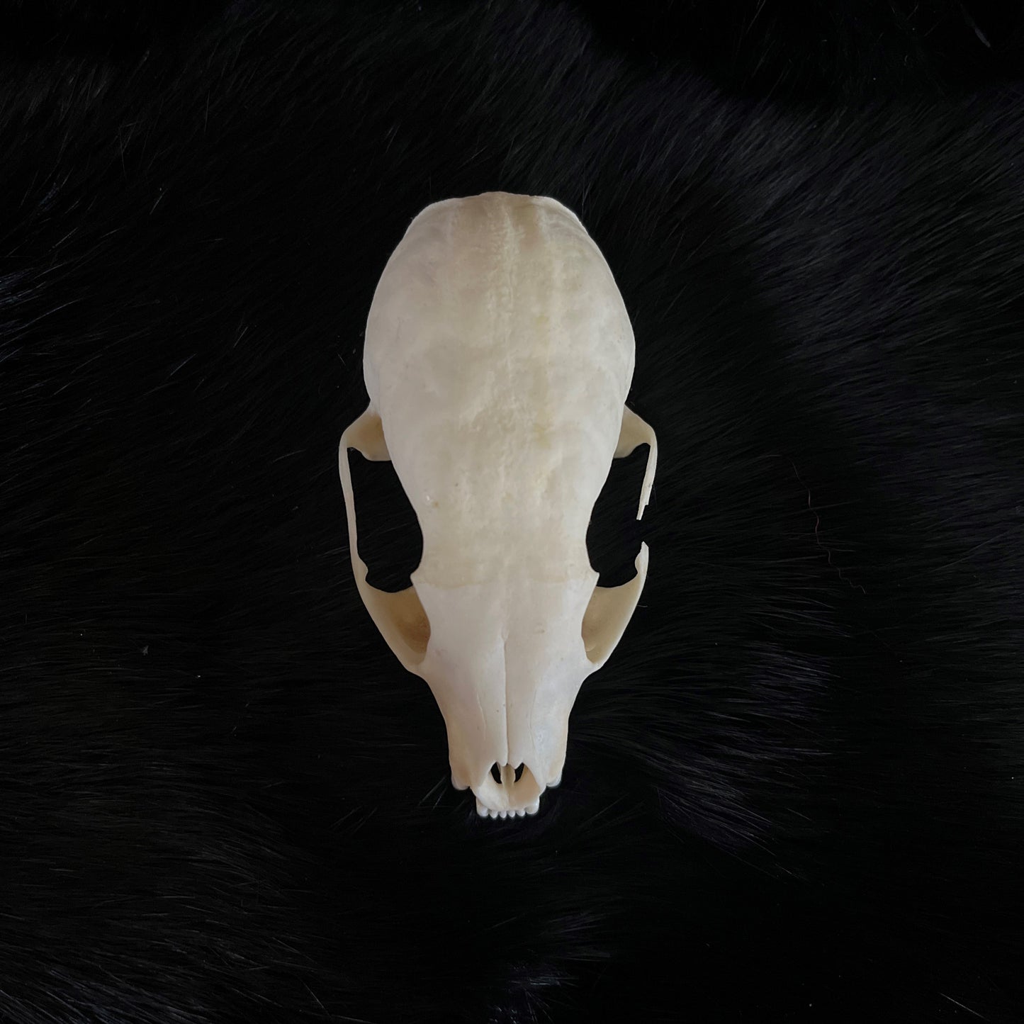 Marten Skull - No Lower Jaw