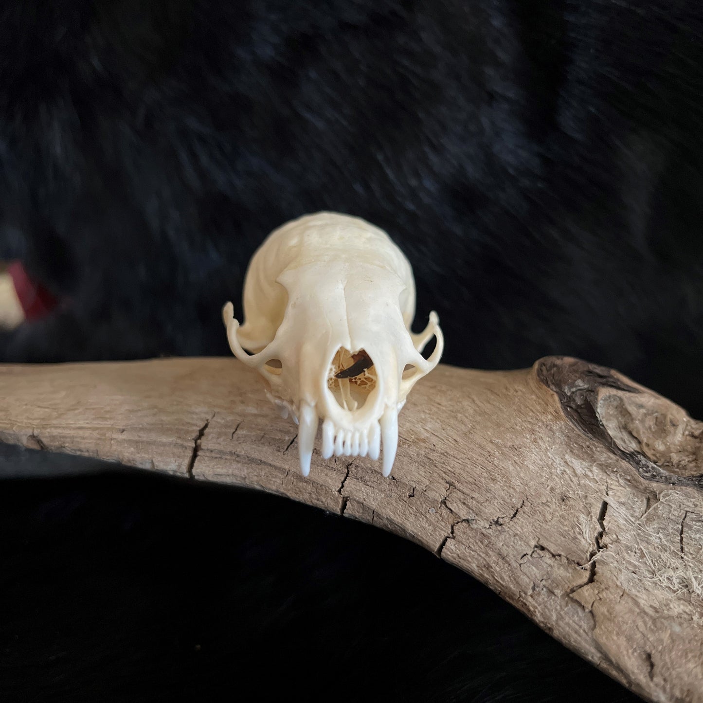Marten Skull - No Lower Jaw