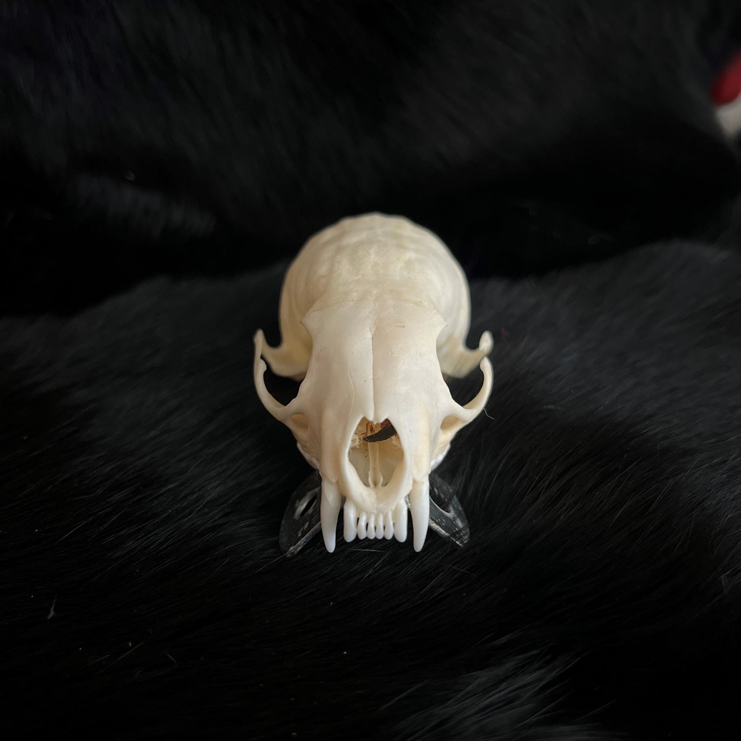 Marten Skull - No Lower Jaw