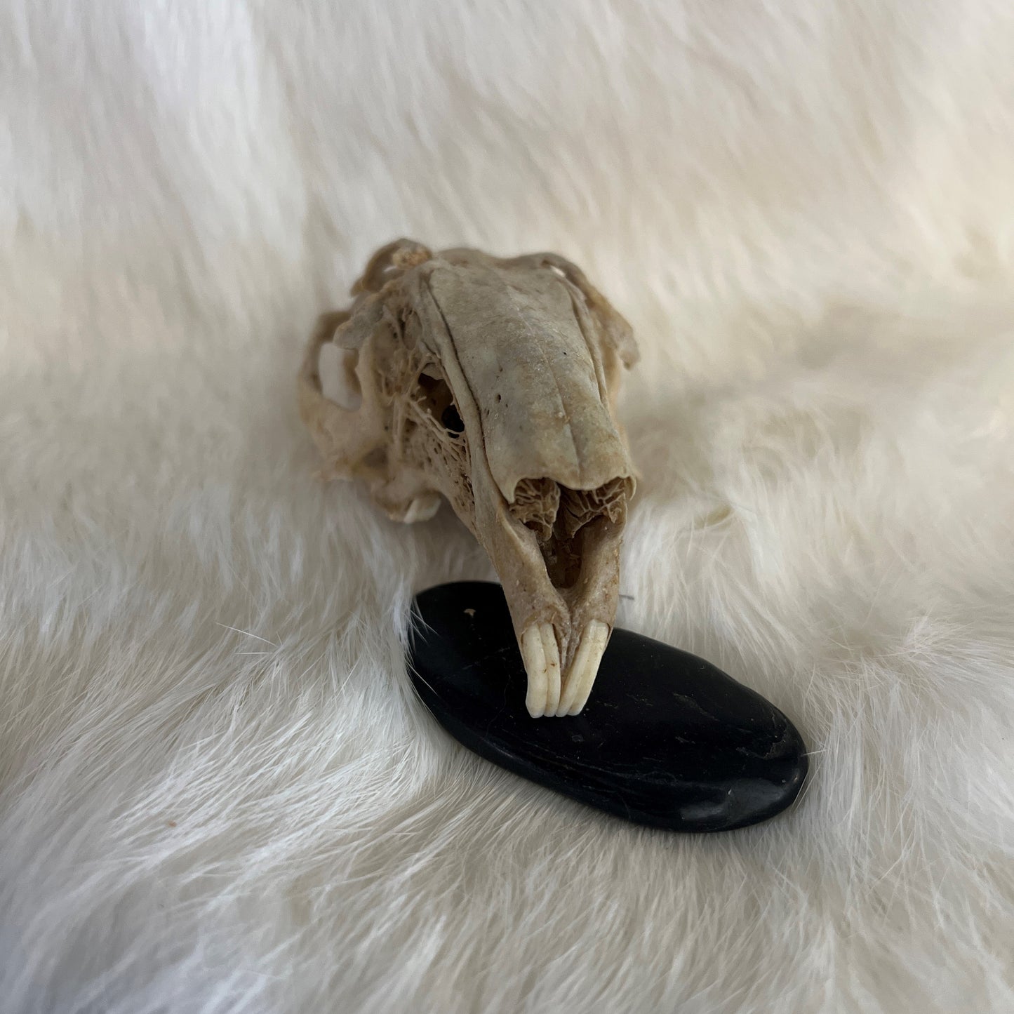 Rabbit Skulls - Without Lower Jaw