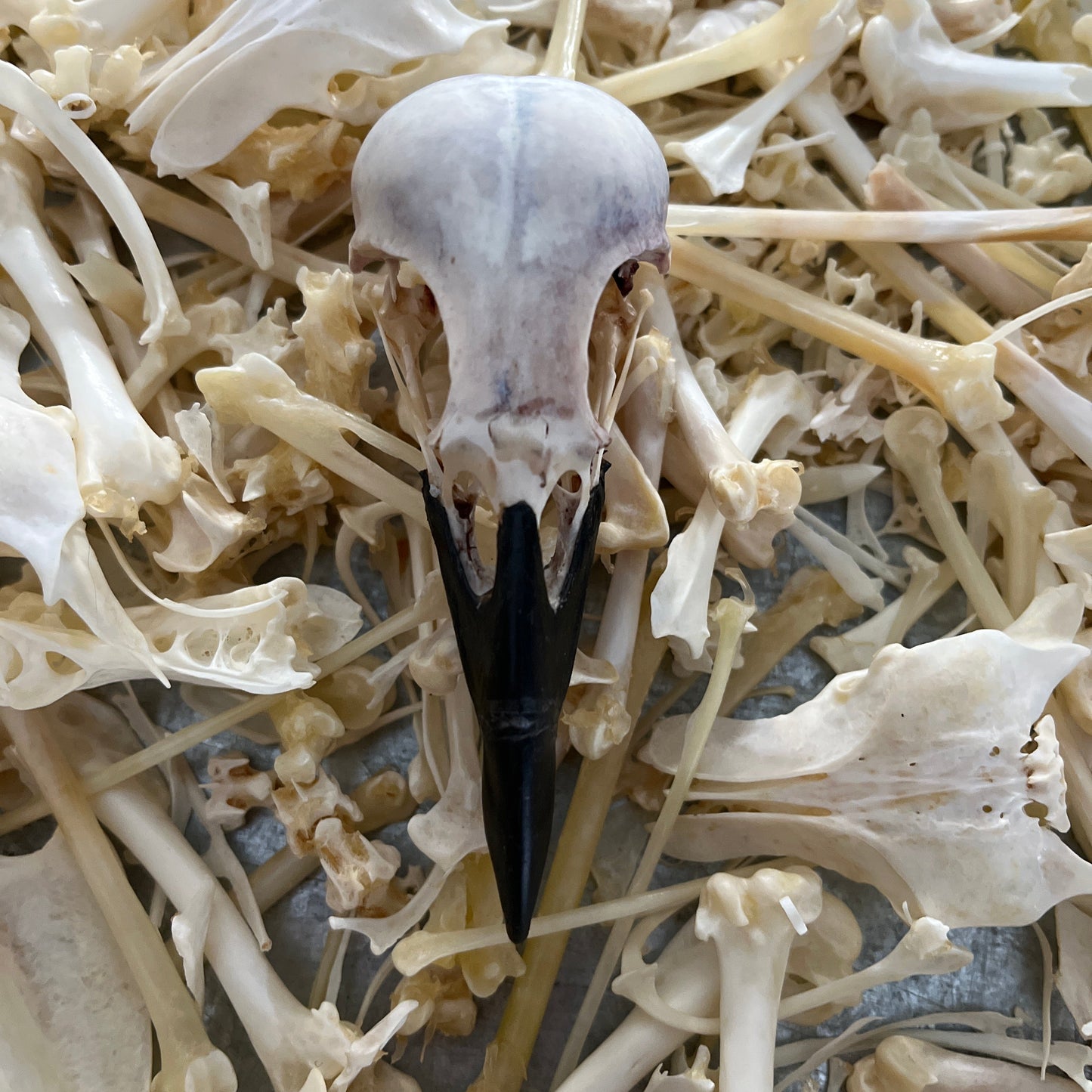 Crow Skull - Whitened