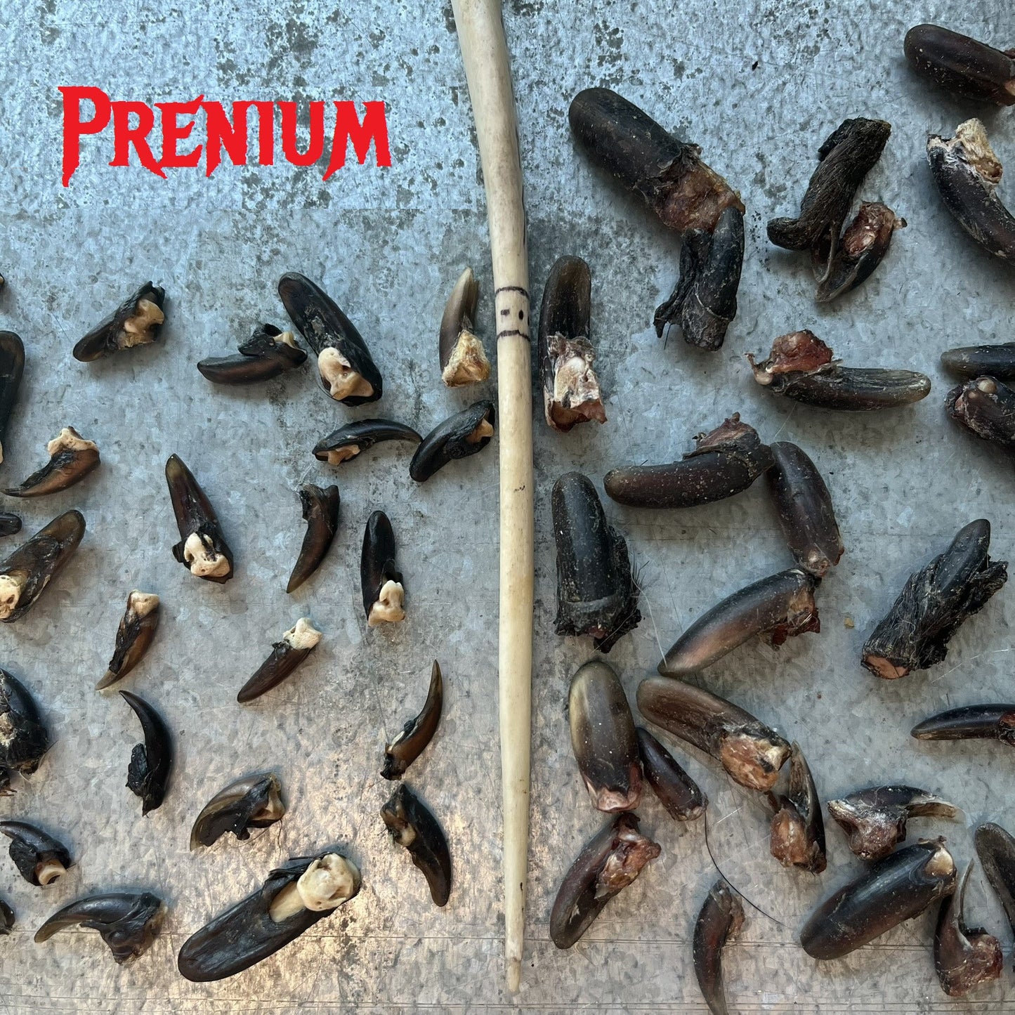 Beaver Claws Premium
