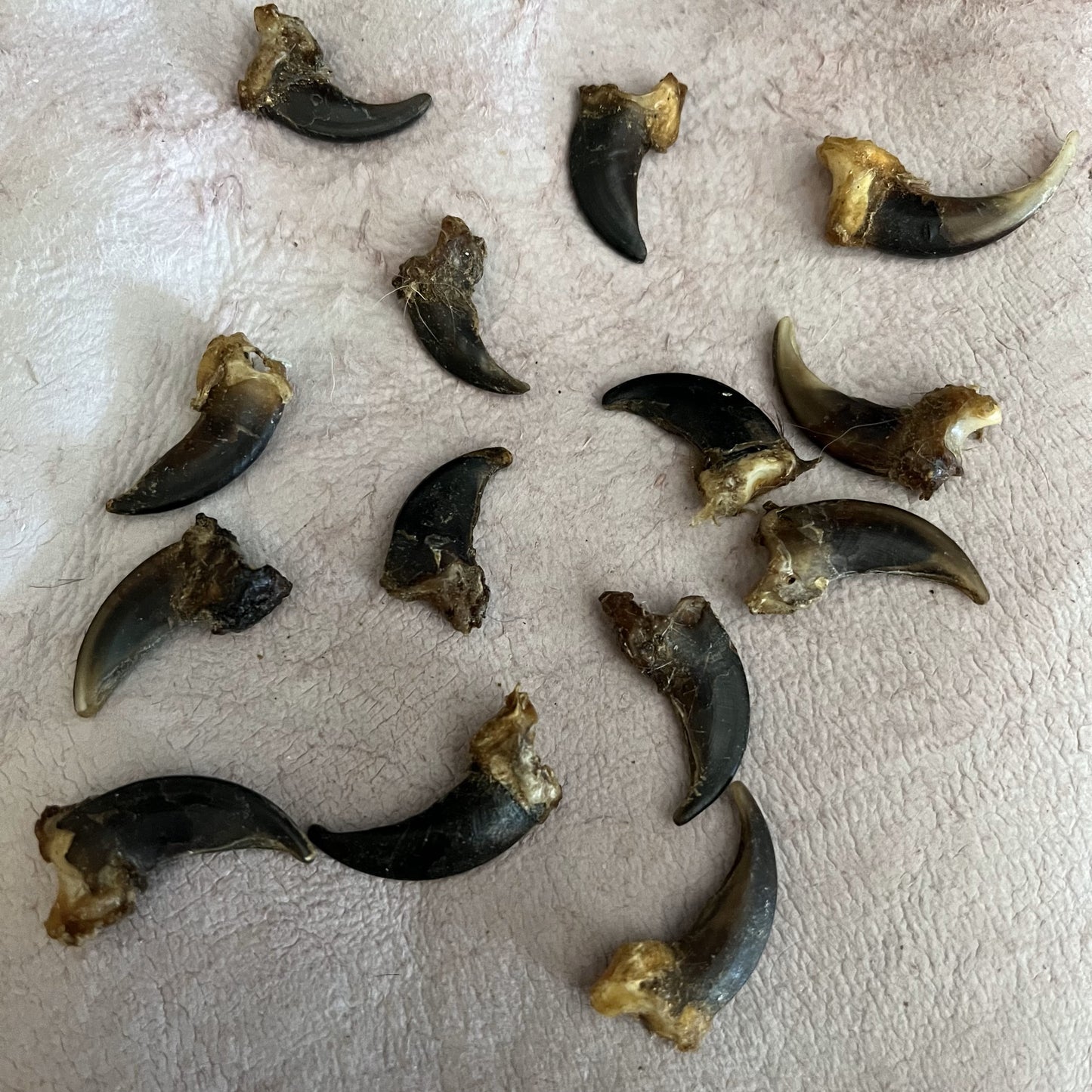 Second Quality Coyote Claw