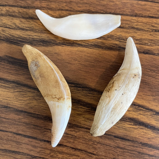Bear Teeth and Fangs