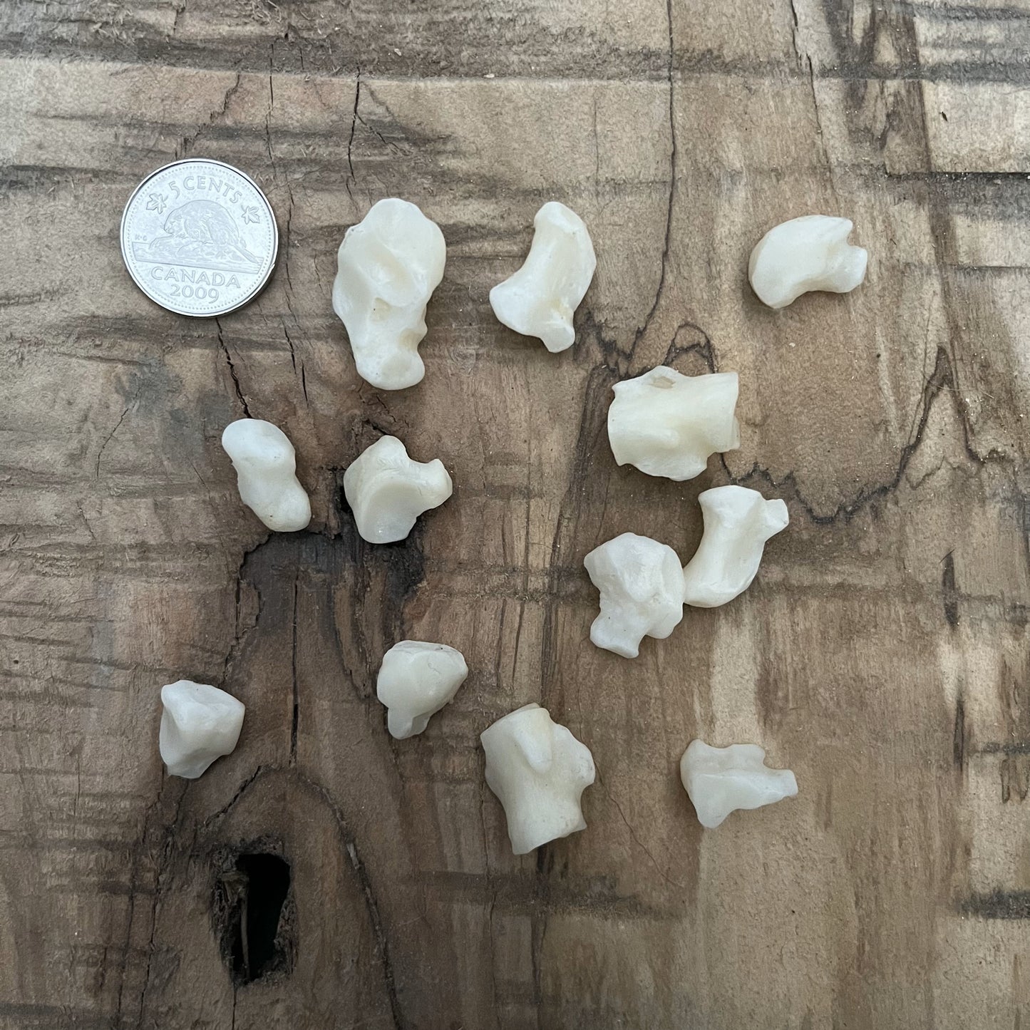 Mélange d'os de poignet de coyote