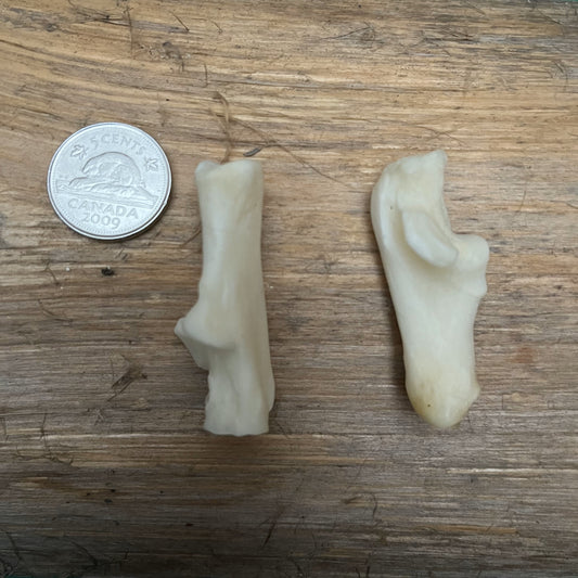 Coyote Bone - Calcaneus
