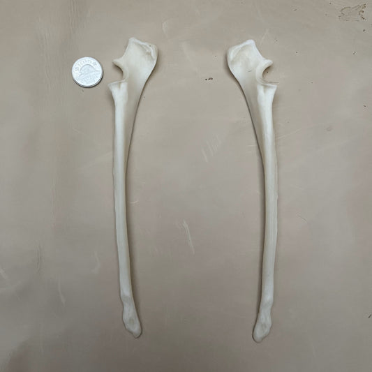 Coyote Bone - Ulna