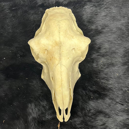 Sheep Skull