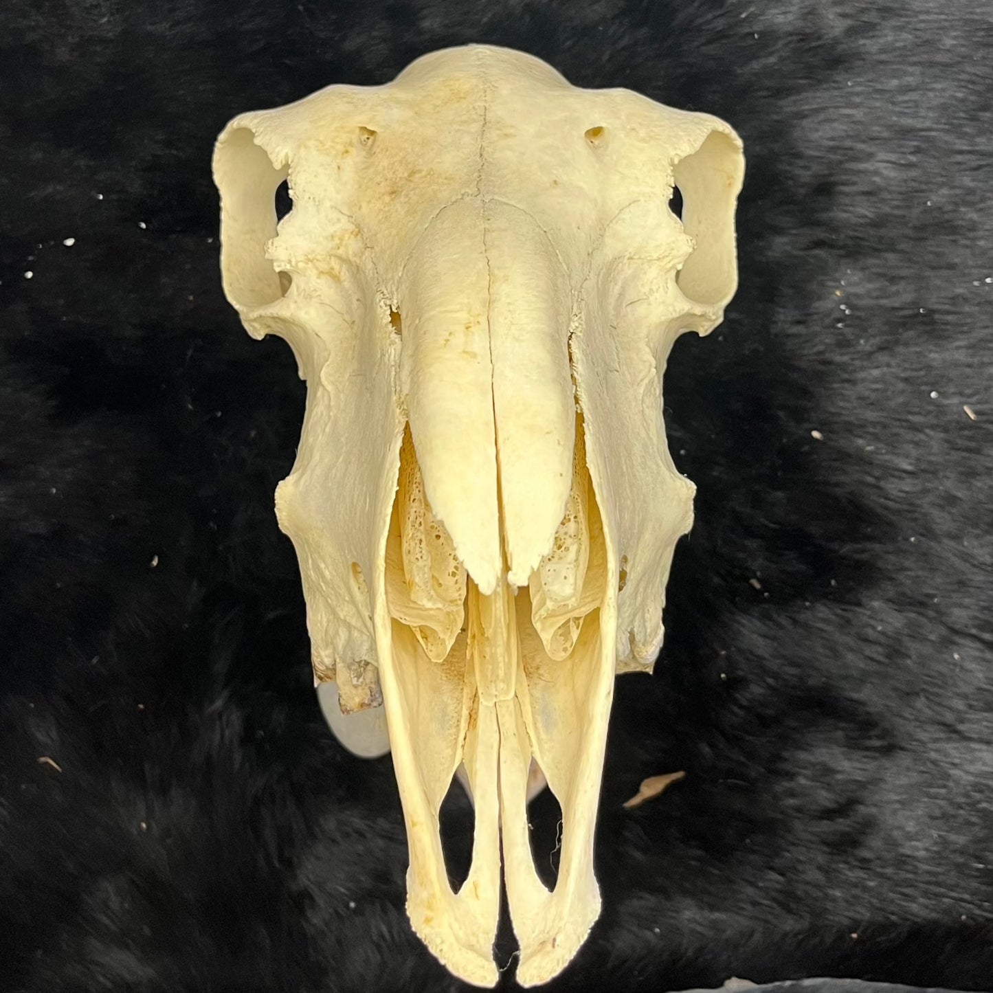 Sheep Skull