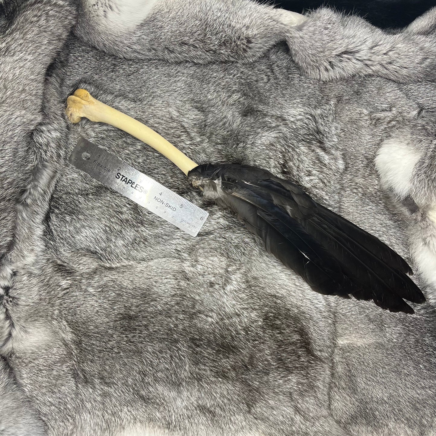 Éventail en plumes d'ailes de corneille