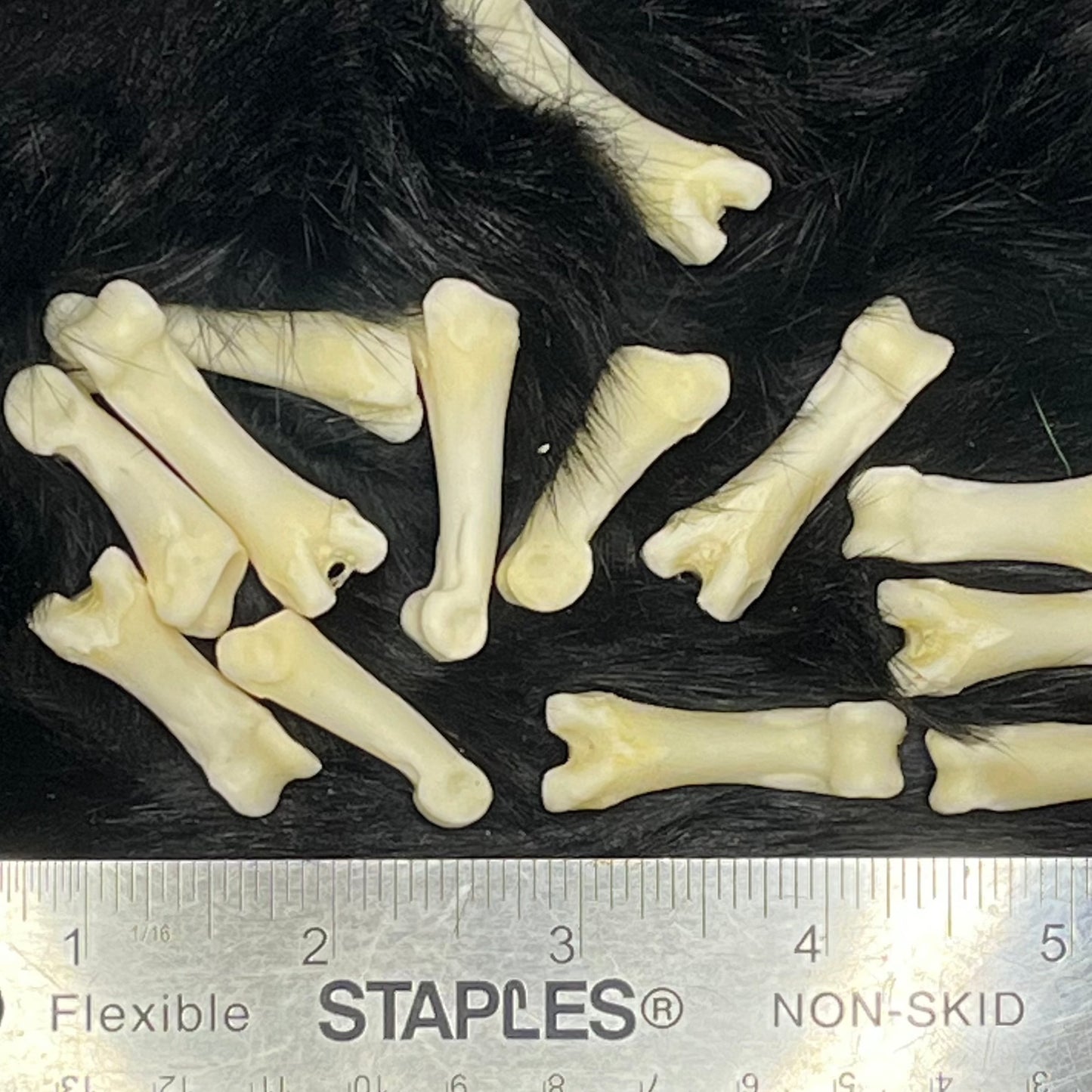 Phalanges en os de loup