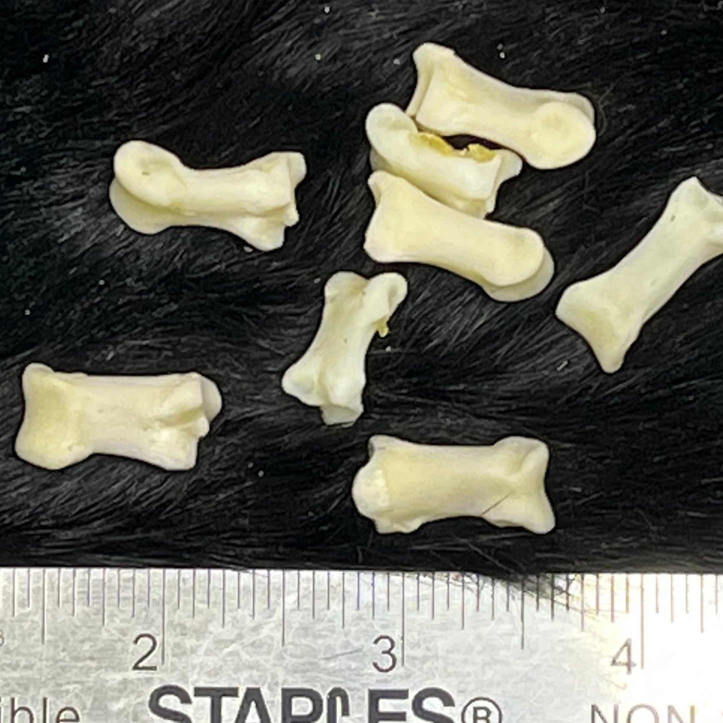 Phalanges en os de loup